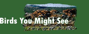 Birds you might see